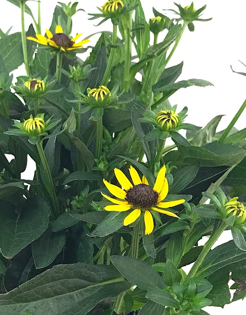 Rudbeckia 'Little Goldstar'