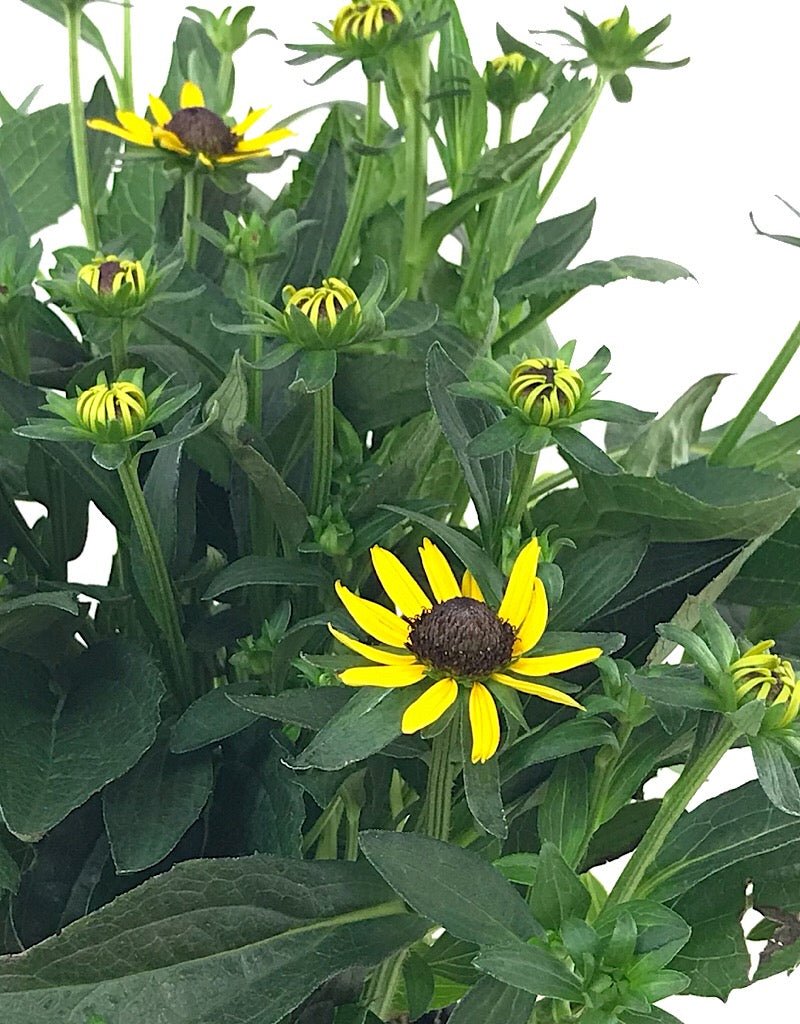 Rudbeckia 'Little Goldstar' - Perennials