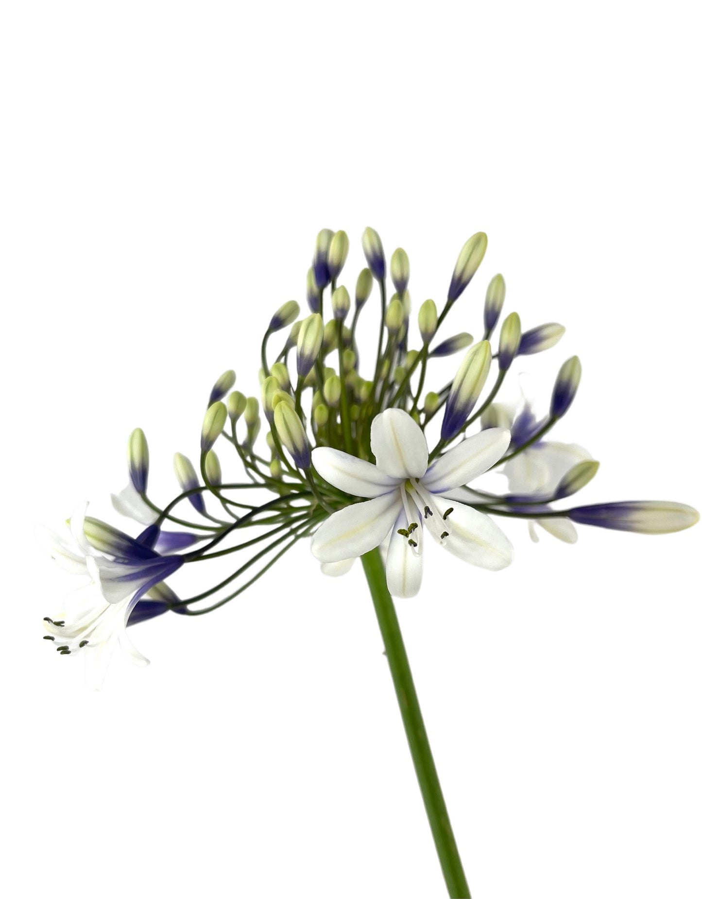 Agapanthus x 'Fireworks' - The Garden Corner