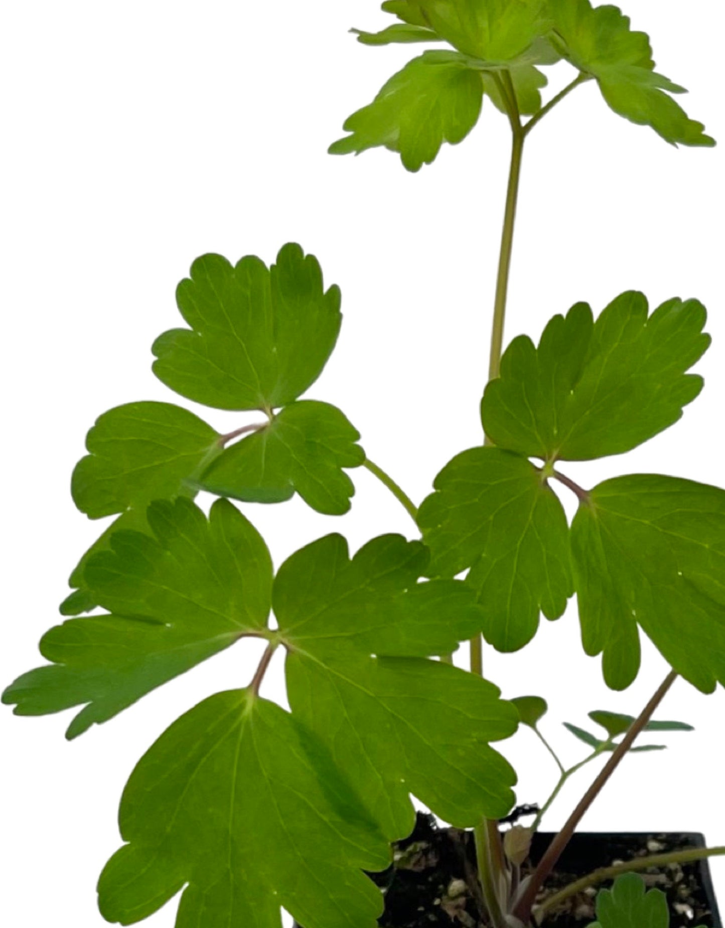 Aquilegia 'Origami Mix' 4 Inch - The Garden Corner