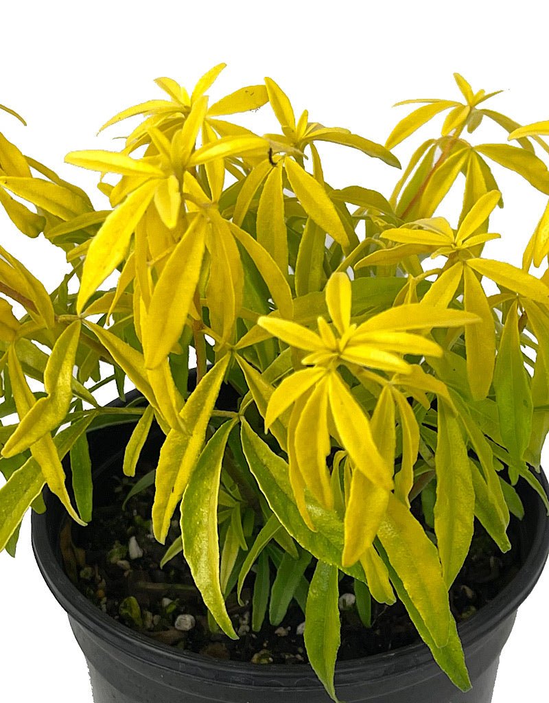 Choisya 'Goldfinger' 1 Gallon - The Garden Corner