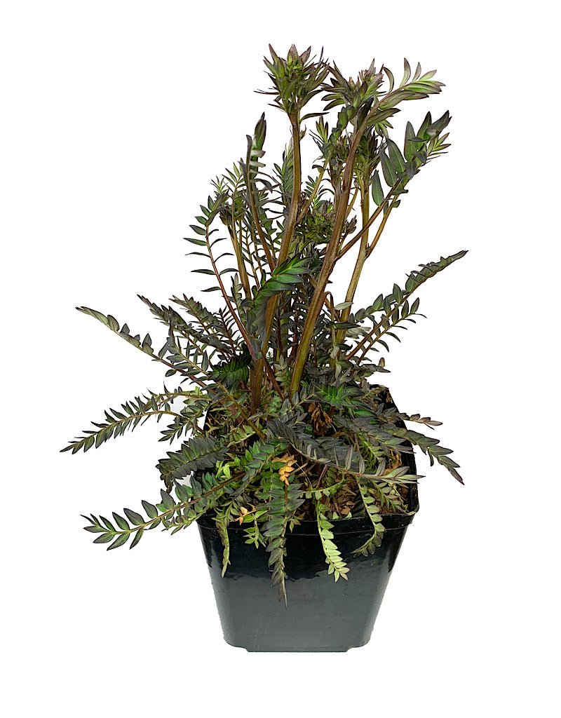 Polemonium 'Bressingham Purple' - The Garden Corner