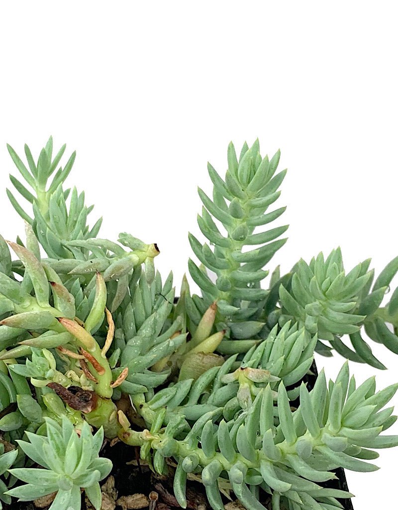 Sedum s. 'Spanish Blue Select' 4 inch - The Garden Corner