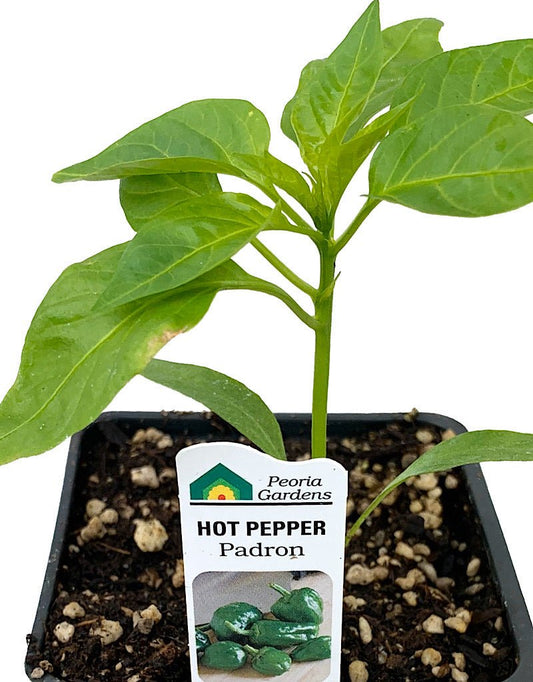 Pepper 'Padron' 4 inch - The Garden Corner