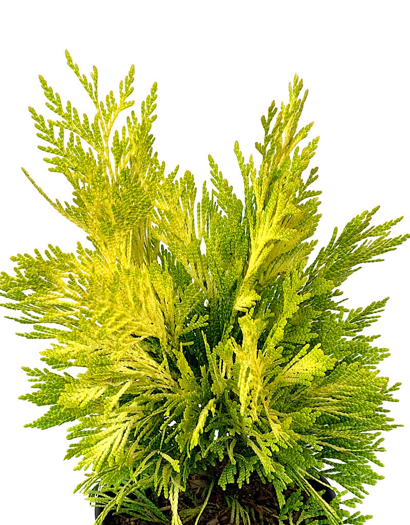 Thuja plicata '4ever Goldy' 1 Gallon