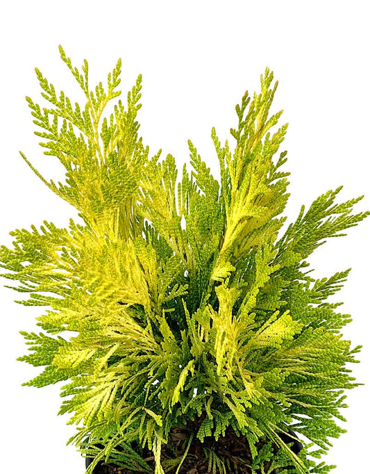 Thuja plicata '4ever Goldy' 1 Gallon - The Garden Corner