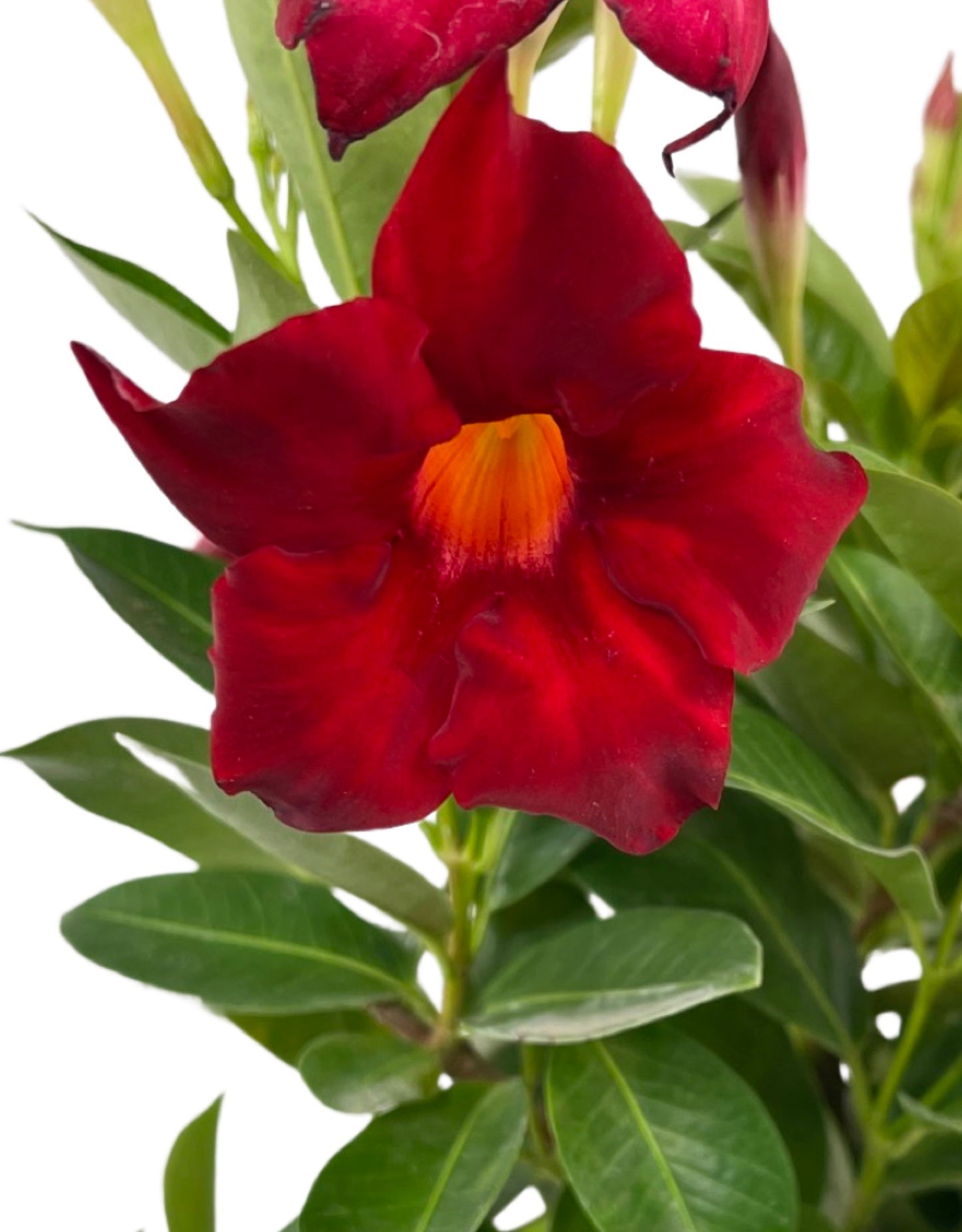 Mandevilla 'Sunvilla Giant Red' 2 Gallon - The Garden Corner