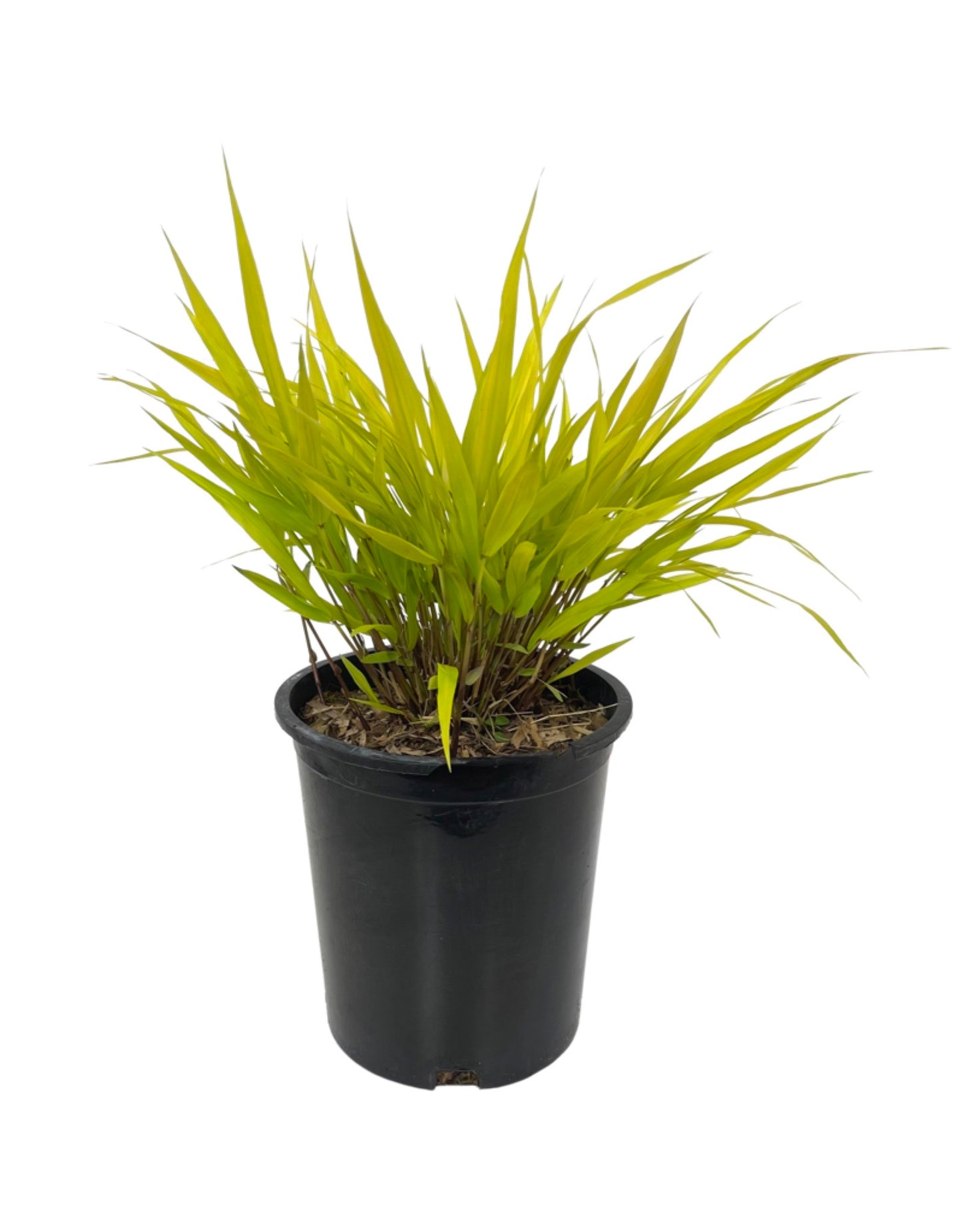 Hakonechloa macra 'All Gold' - The Garden Corner