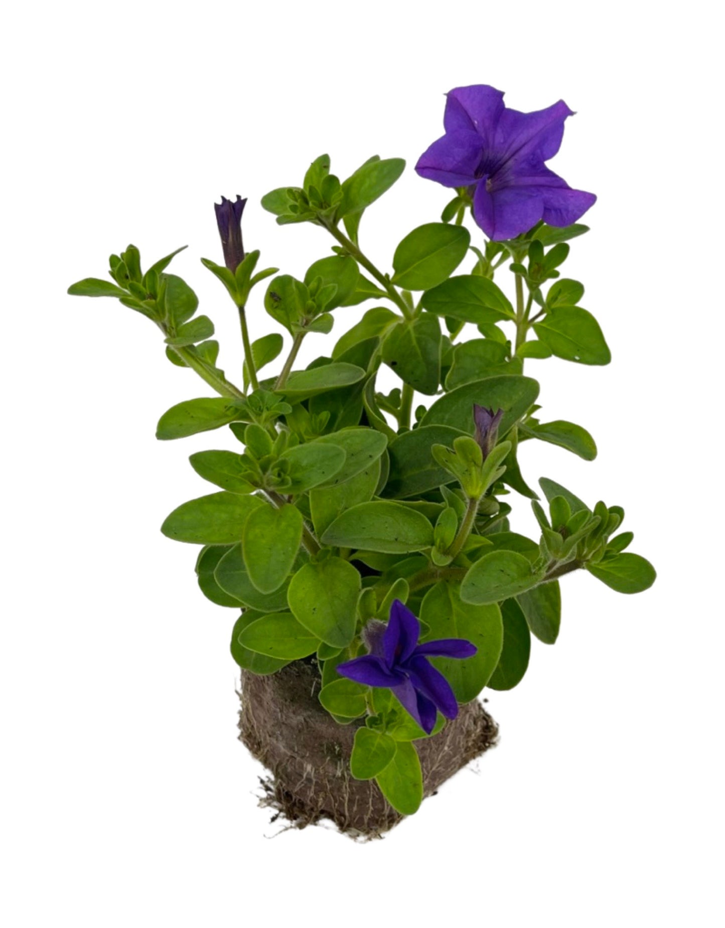Petunia 'Surfinia Heavenly Blue'