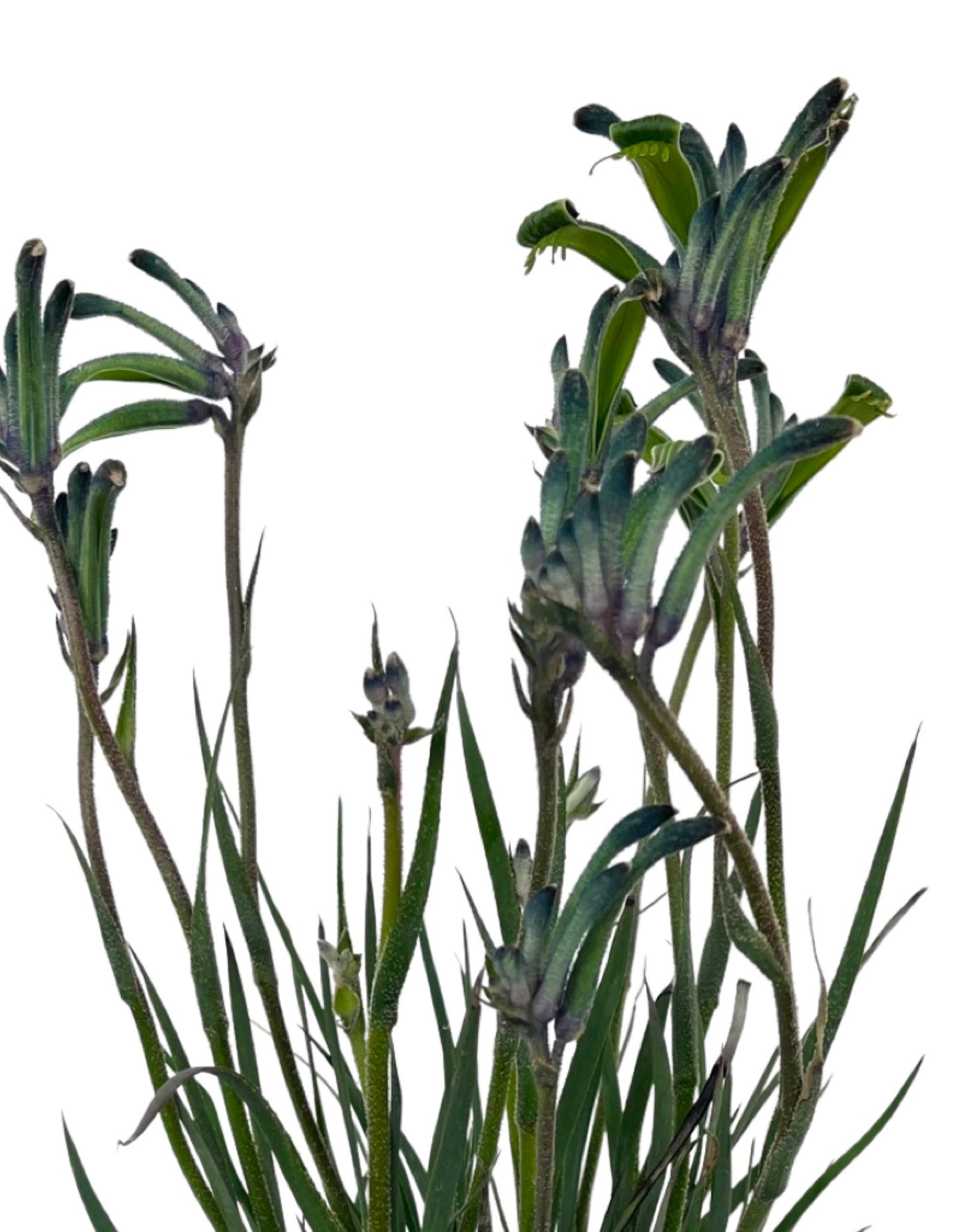 Anigozanthos 'Mardi Gras' 1 Gallon - The Garden Corner