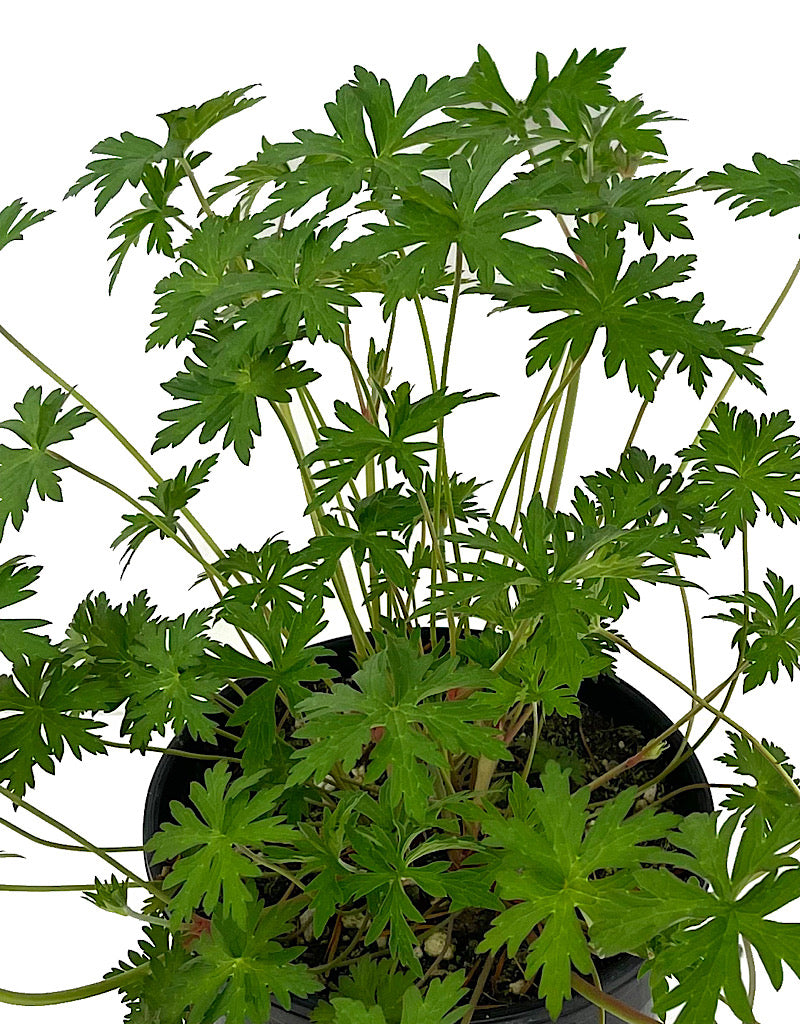 Geranium 'Johnson's Blue' 1 Gallon