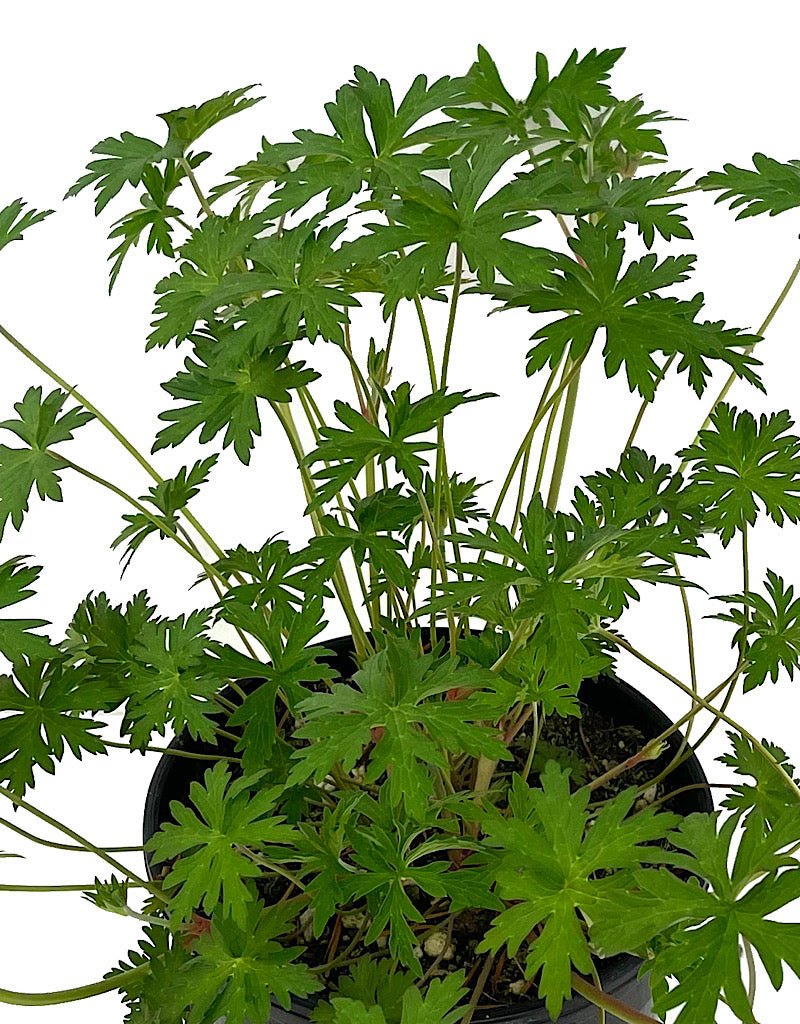Geranium 'Johnson's Blue' 1 Gallon - The Garden Corner