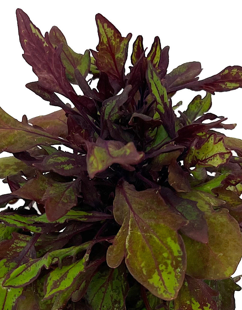 Coleus 'Special Effects' 4 Inch