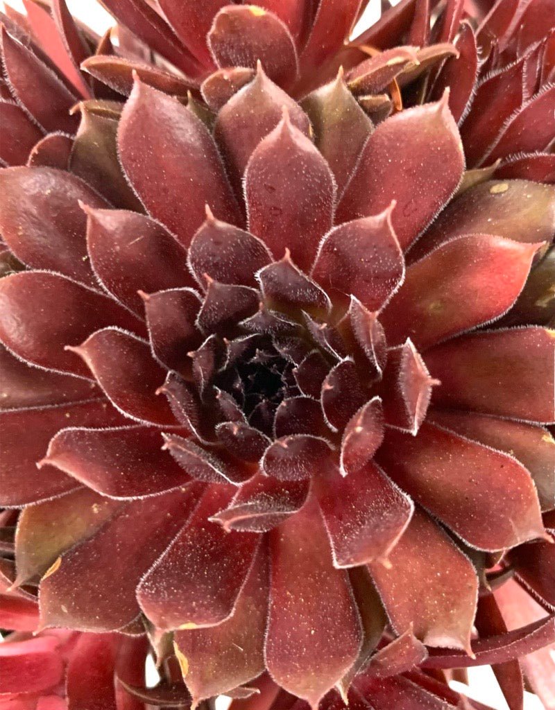 Sempervivum 'Pacific Red Rose' - The Garden Corner
