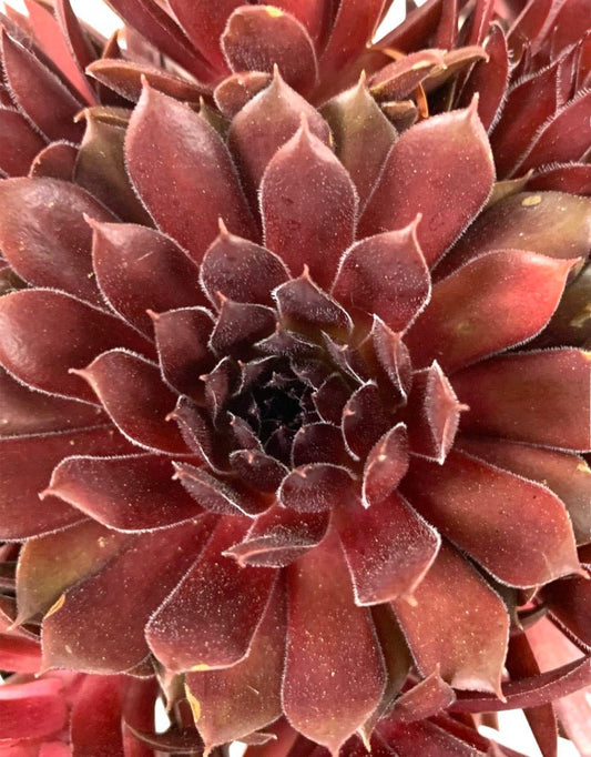 Sempervivum 'Pacific Red Rose' - The Garden Corner