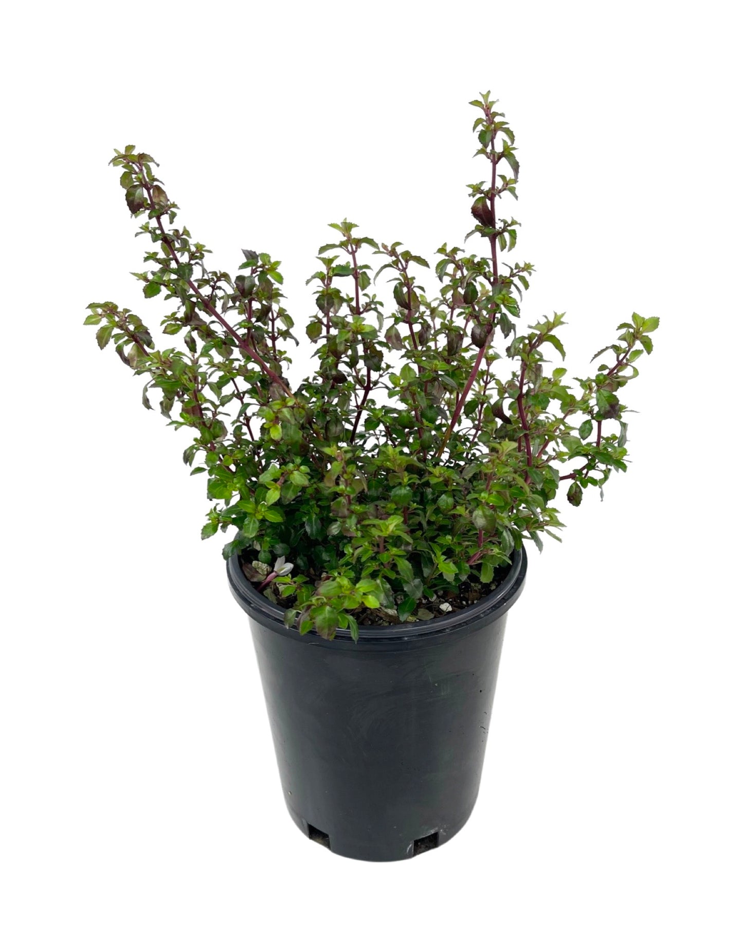 Fuchsia microphylla 'Isis'