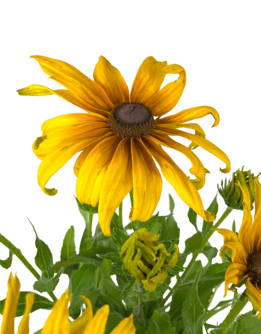 Echibeckia 'Summer Sunchaser' 1 Gallon - The Garden Corner