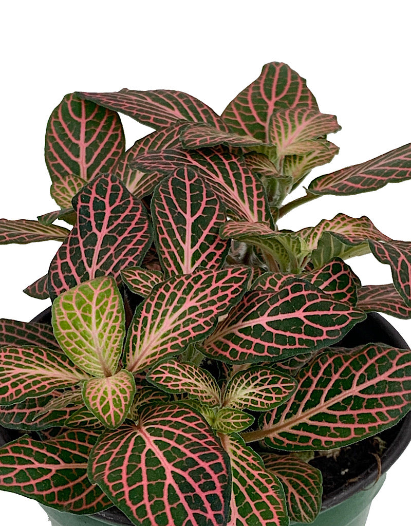 Fittonia verschaffeltii €˜Josan Mini' 4 inch
