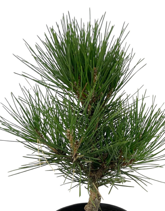 Pinus thunbergiana 'Hakuho' - The Garden Corner