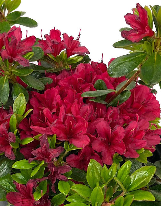 Azalea 'Hino Crimson' - The Garden Corner