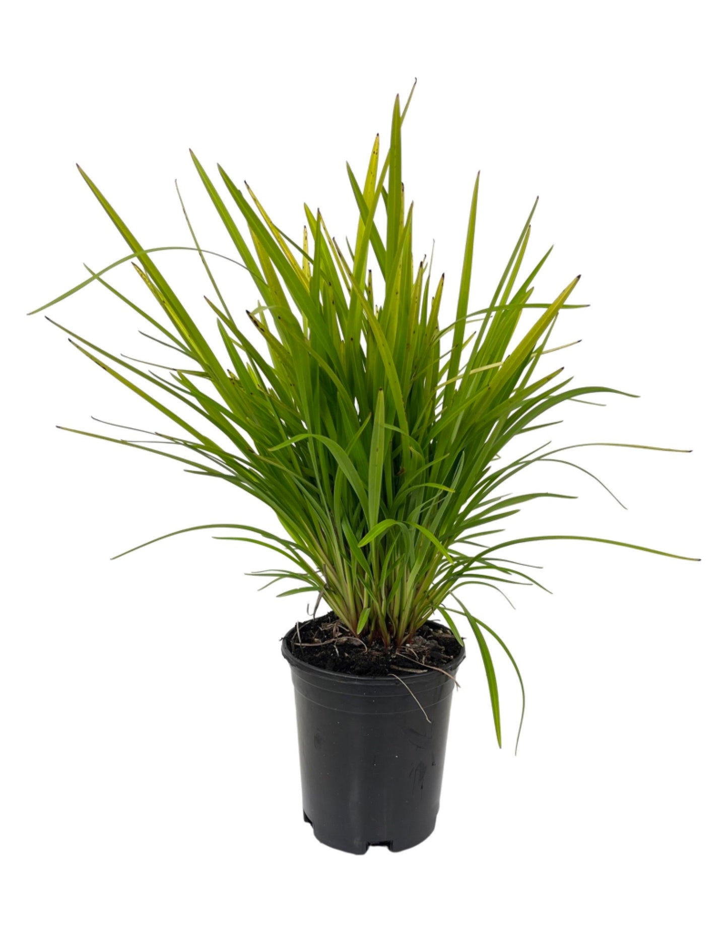 Dianella caerulea 'Little Becca'