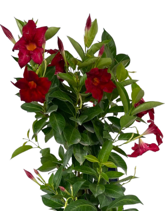 Mandevilla 'Sunvilla Giant Red' 2 Gallon - The Garden Corner