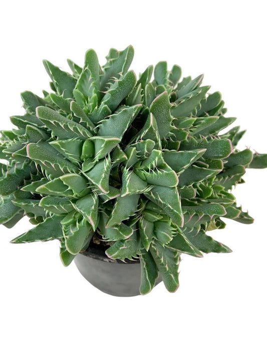 Faucaria tigrina Quart - The Garden Corner