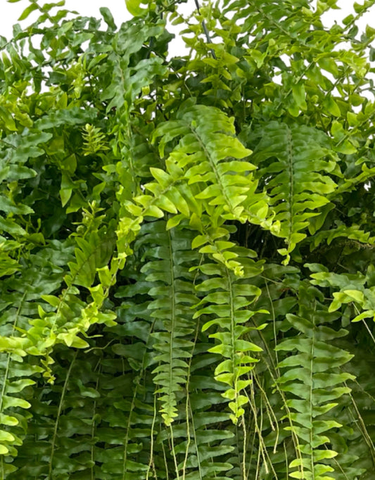 Nephrolepis exaltata - The Garden Corner
