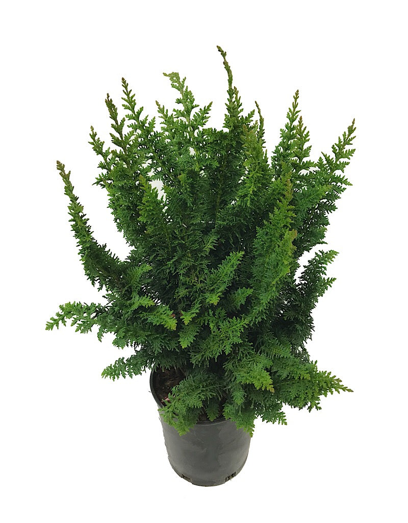 Chamaecyparis obtusa 'Filicoides Compacta'