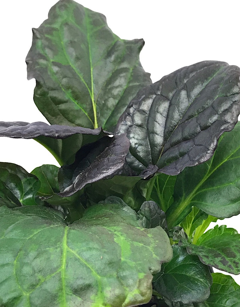 Ajuga 'Catlin's Giant' 4 Inch