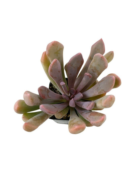 Echeveria graptoveria 'Debbie' - The Garden Corner