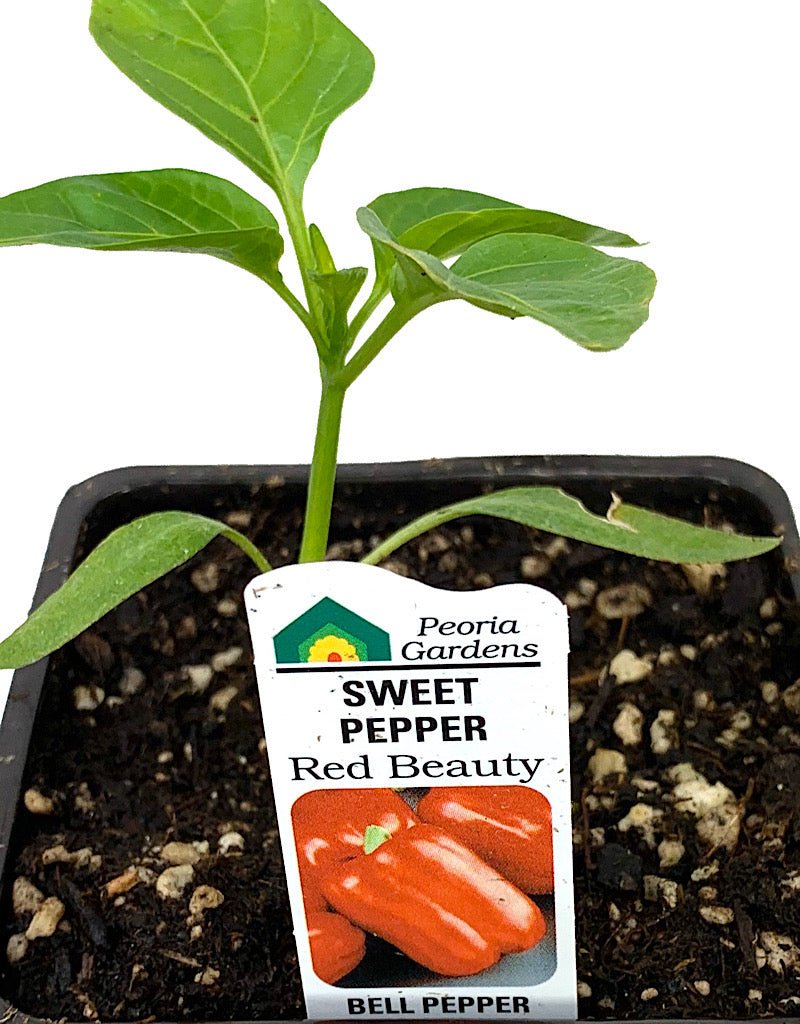 Pepper 'Red Beauty' - The Garden Corner