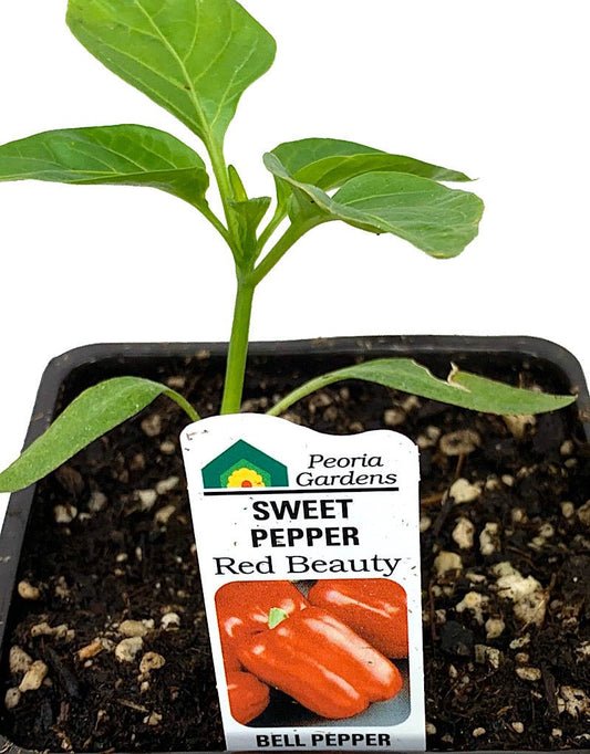 Pepper 'Red Beauty' - The Garden Corner