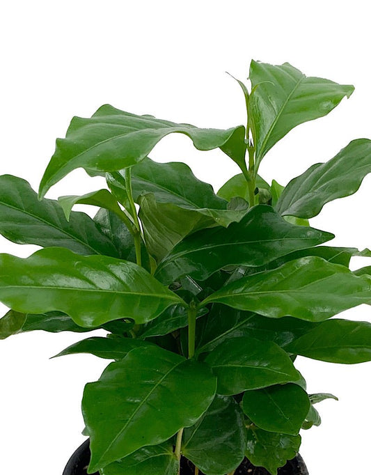 Coffea arabica - The Garden Corner