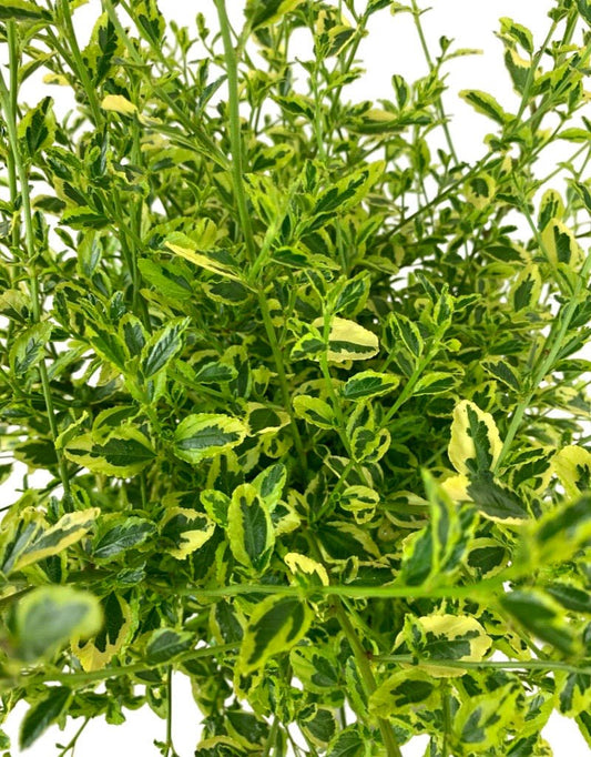 Ceanothus 'Lemon Ice' - The Garden Corner