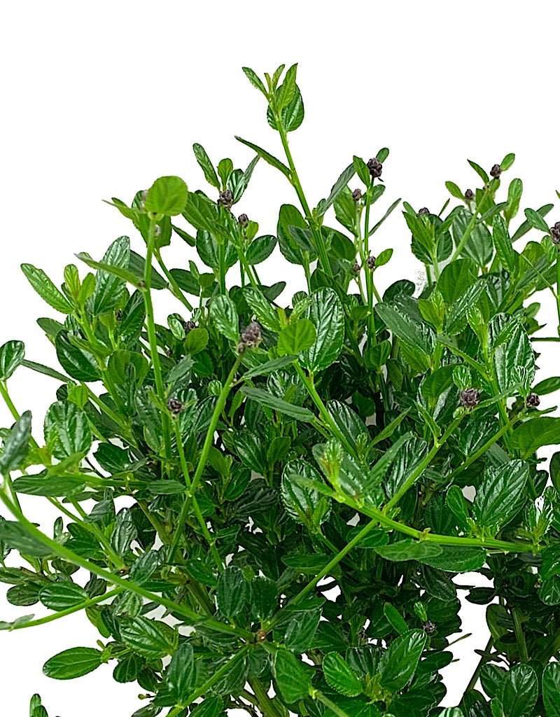 Ceanothus thyrsiflorus 'Victoria' - Shrubs