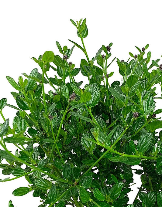 Ceanothus thyrsiflorus 'Victoria' - The Garden Corner