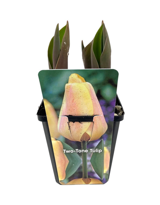 Tulip 4 Inch - The Garden Corner
