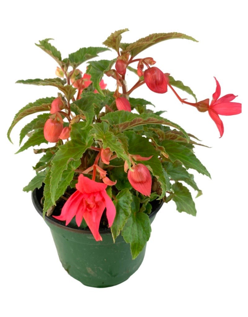 Begonia 'Funky® Pink' - The Garden Corner