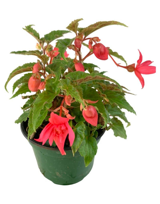 Begonia 'Funky® Pink' - The Garden Corner