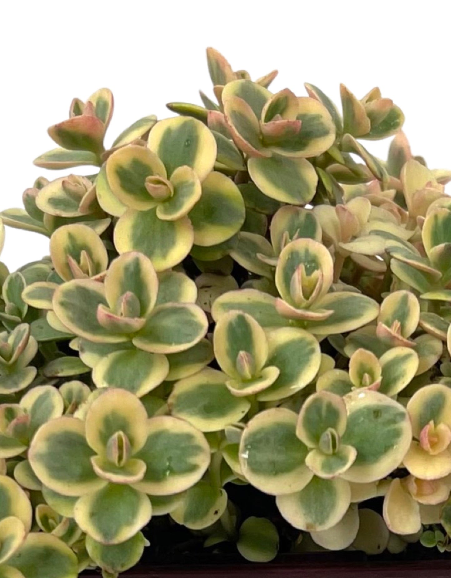 Sedum 'Lime Twister' - The Garden Corner