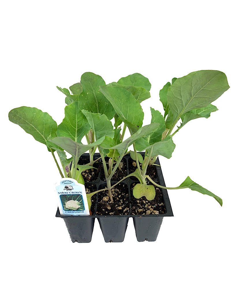Cauliflower 'Snowcrown' Traypack - The Garden Corner