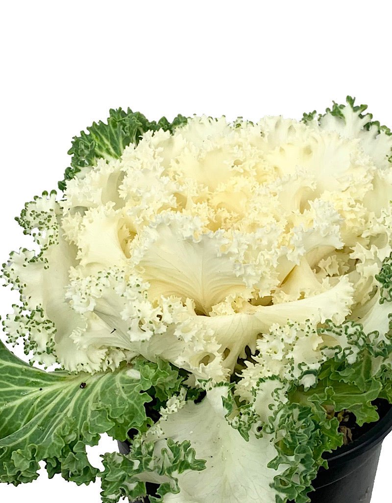 Kale 'Nagoya White' Quart - The Garden Corner