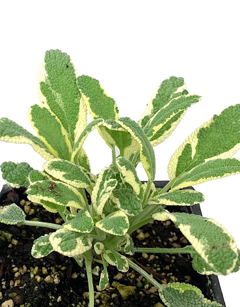 Sage 'White Edged' 4 inch - The Garden Corner