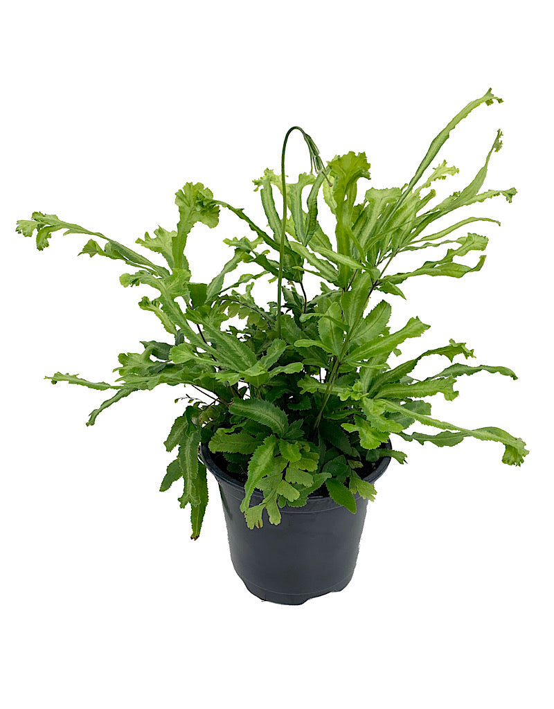 Pteris cretica 'Mayii'