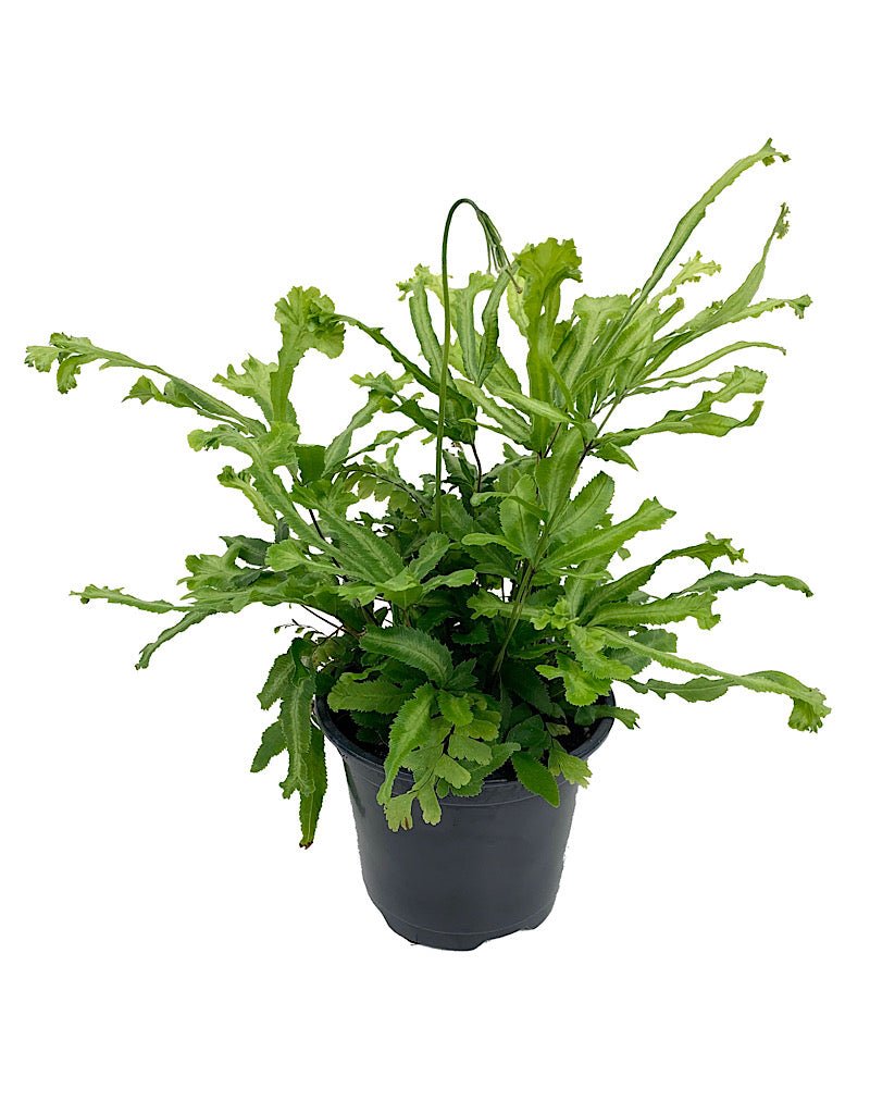 Pteris cretica 'Mayii' - The Garden Corner