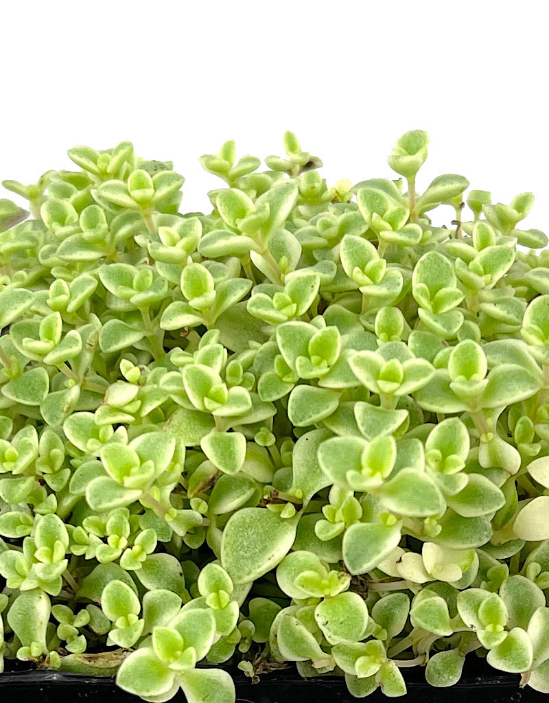 Sedum 'Little Missy'
