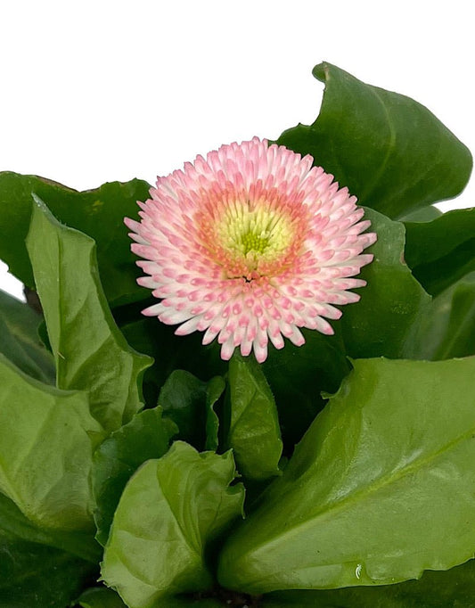 Bellis p. 'Tasso Strawberries & Cream' 4 Inch - The Garden Corner