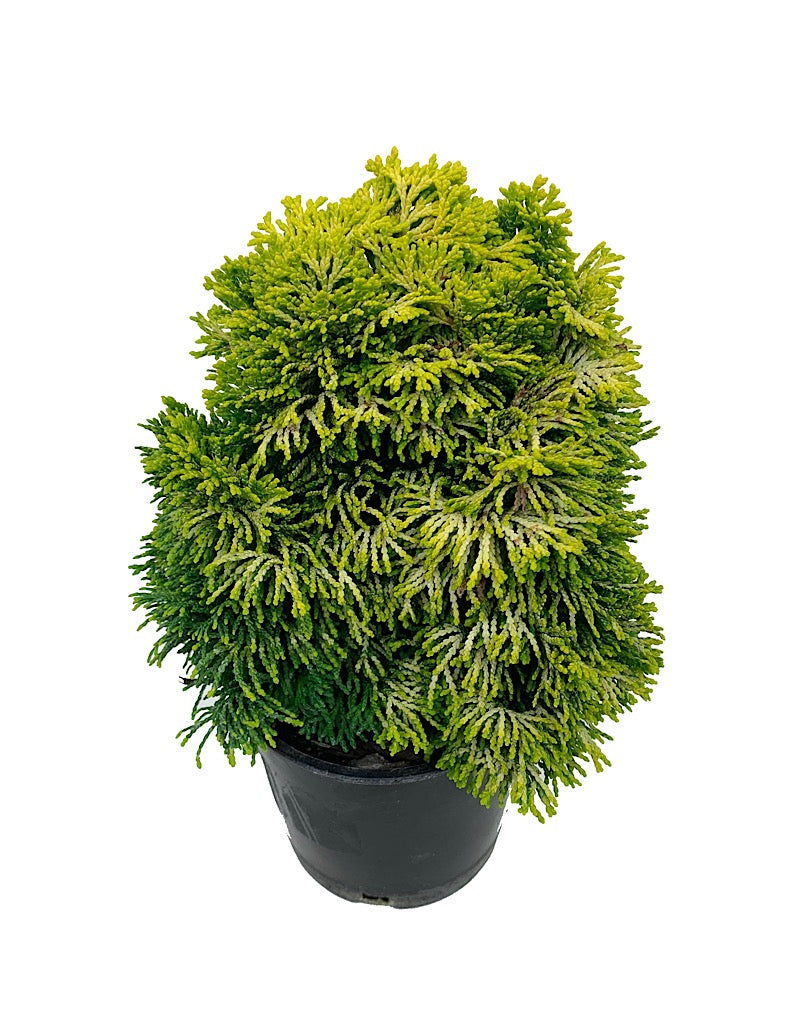 Chamaecyparis obtusa 'Nana Lutea'