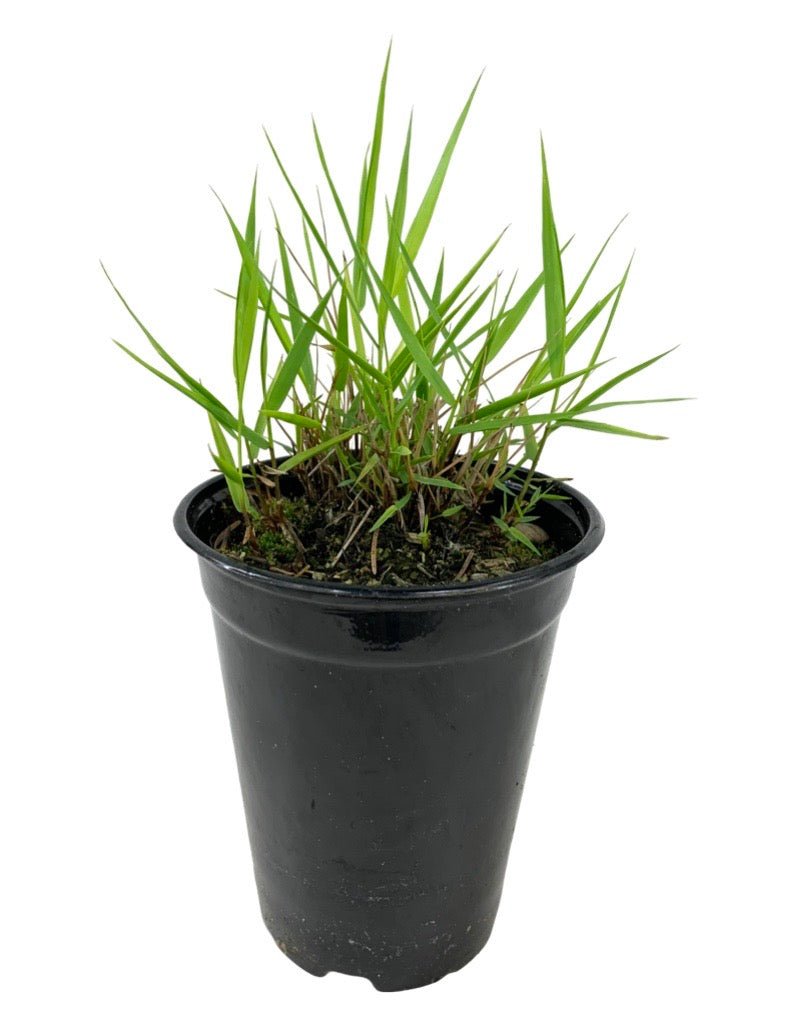 Hakonechloa macra 'All Gold' - Perennials